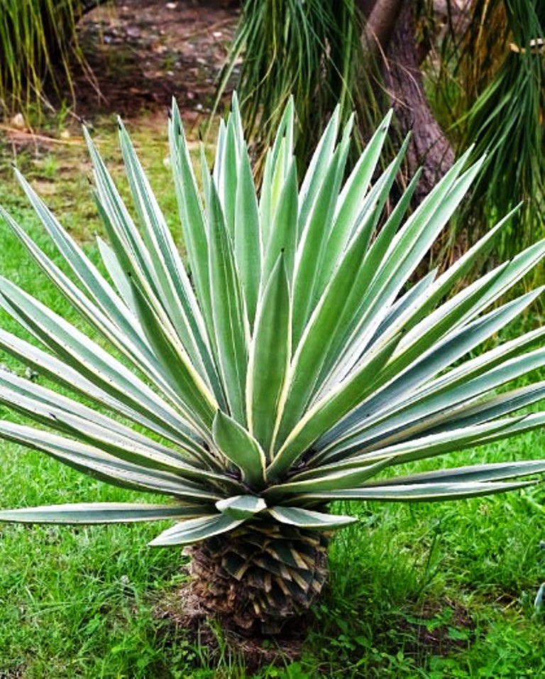 Toliary-II β 45-hectare sisal field, southern Madagascar