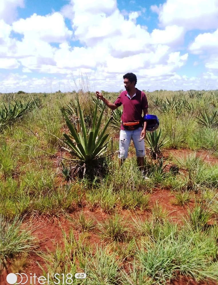Toliary-II β Mature sisal plants under arid climate