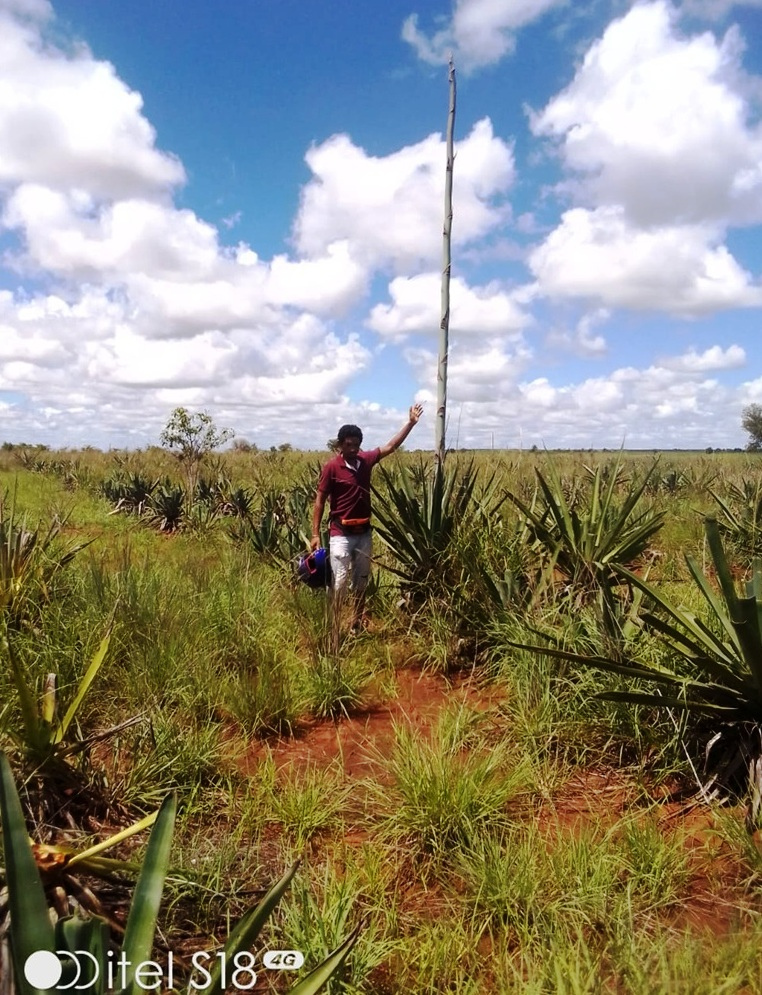 Toliary-II β Organic sisal plantation panorama