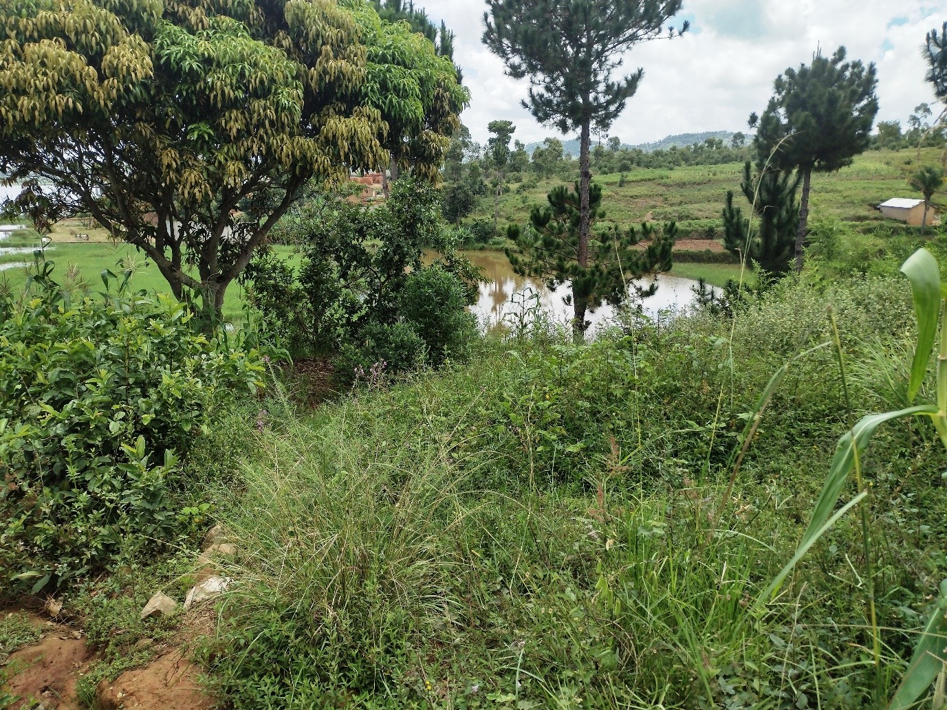 Ambohimarina β ILO MANANA: mature pine grove with lake horizon