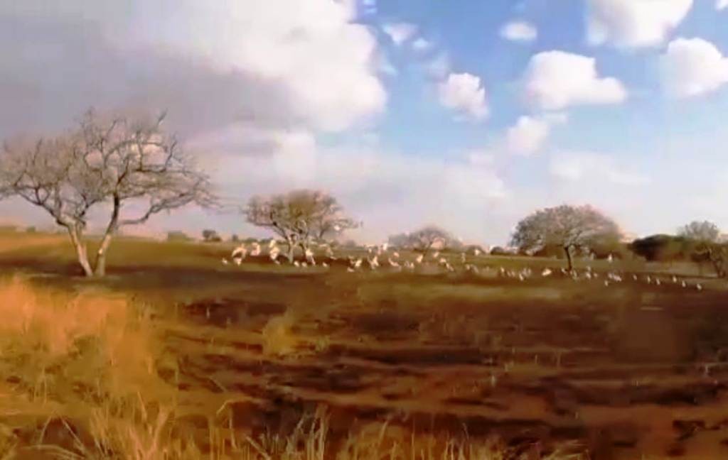 MIKA Antsohihy β Open landscape with grazing herd, Sofia Region