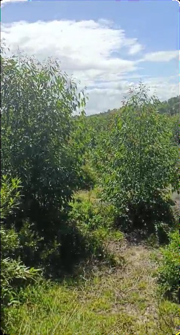 Antetezambaro β Cleared area on the estate