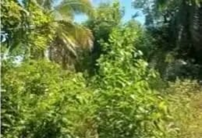 Sainte-Marie β Ampanihy 65 Ha: lush tropical vegetation on the plot