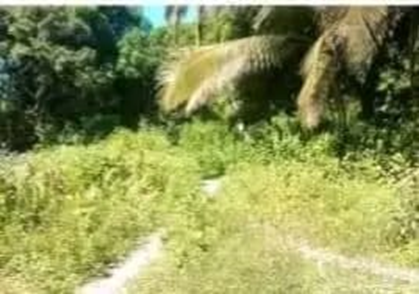 Sainte-Marie β Ampanihy 65 Ha: coconut palms and natural pathways