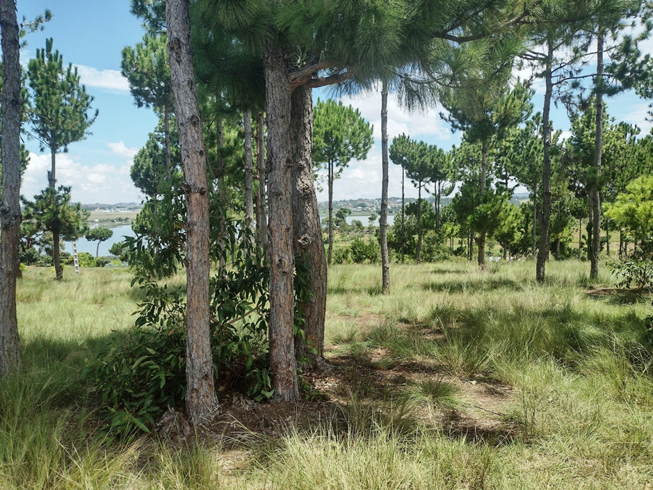 Ambohimarina β ILO MANANA: pine grove with Lake Iarivo in the background