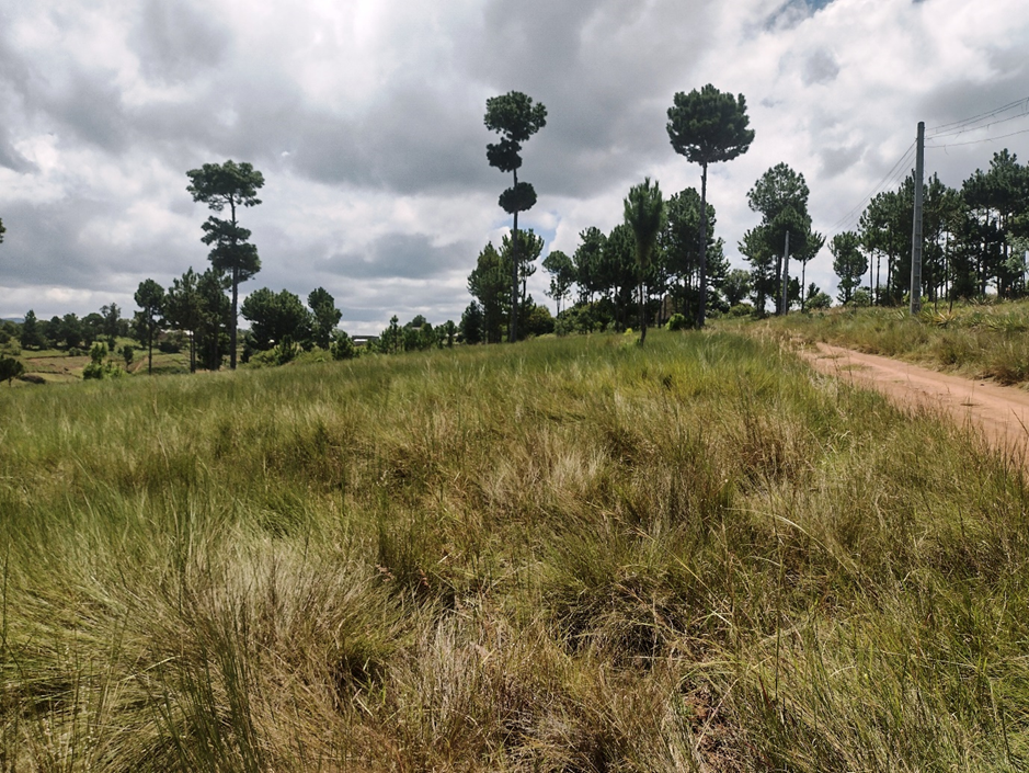 Ambohimarina β ILO MANANA: open grasslands with mature pines and power line access