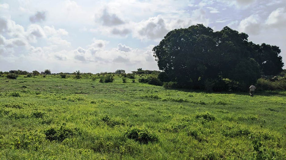 Andohagara β Amborovy Airport: wide meadow area with mature tree on the plot