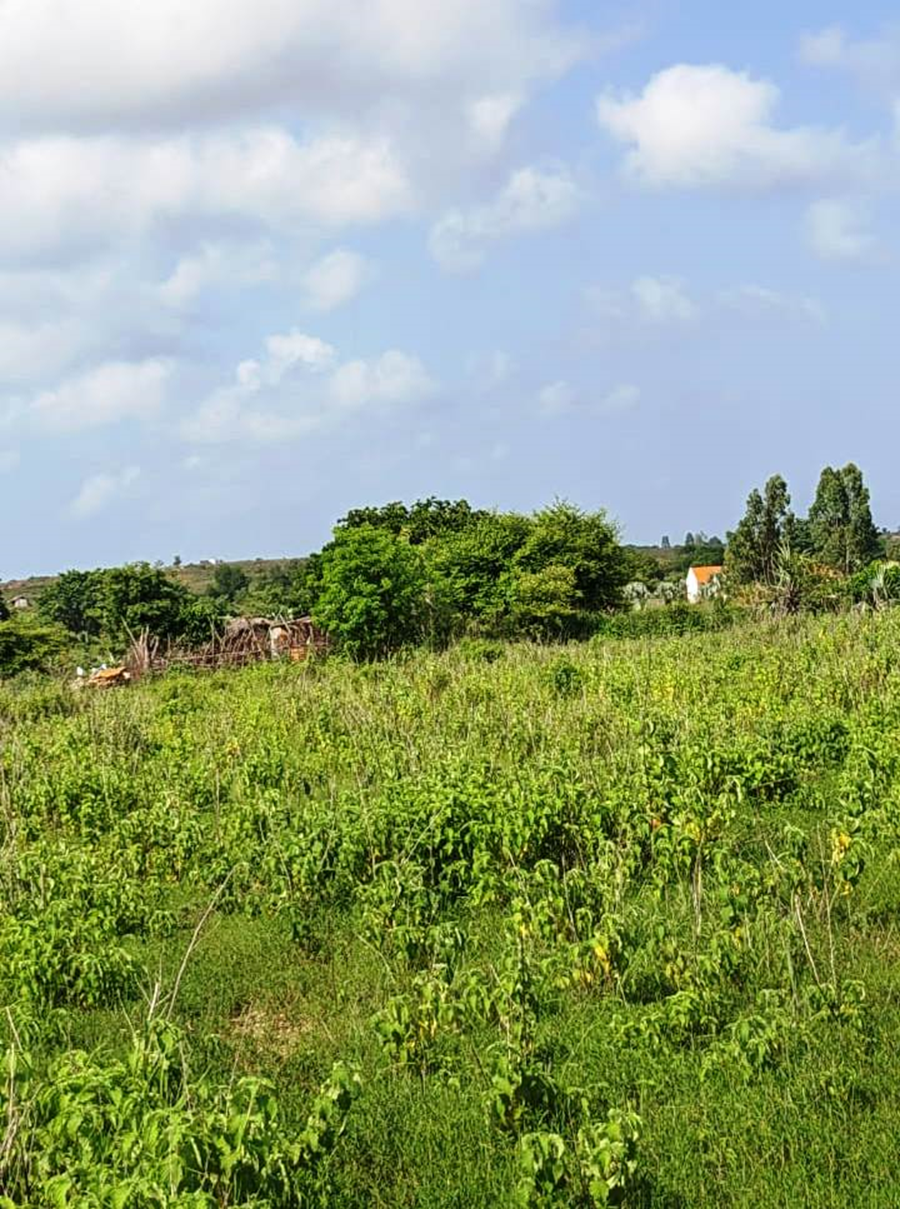Andohagara β Amborovy Airport: vegetated section of the property near neighboring buildings